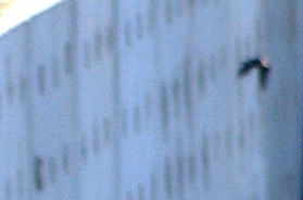 20100418-110603.bmp - Met onze bescheiden foto-apparatuur kunnen we niet vaststellen of het de oeverzwaluw betreft. Hopelijk weten de ware vogelaars met zwaar telelens geschut vanaf heden hun weg naar het knooppunt Batadorp te vinden.